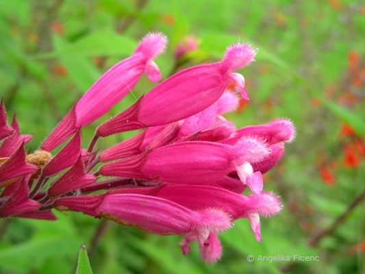 Salvia involucrata - Behüllter Salbei  © Mag. Angelika Ficenc