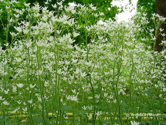 Saxifraga rotundifolia - Rundblatt Steinbrech  © Mag. Angelika Ficenc