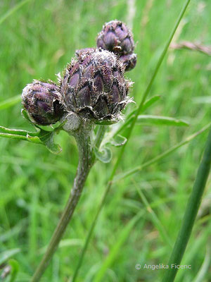 Centaurea scabiosa - Skabiosen Flockenblume, Knospe  © Mag. Angelika Ficenc