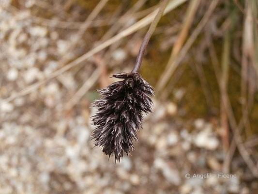 Sesleria sadleriana - Pannonisches Blaugras, abgeblühter Blütenstand  © Mag. Angelika Ficenc