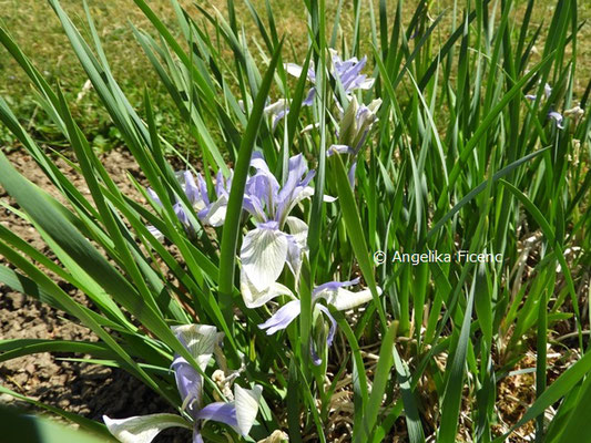 Iris missouriensis var. pelogonus © Mag. Angelika Ficenc