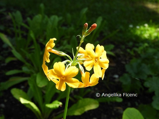 Primula bulleyana  © Mag. Angelika Ficenc