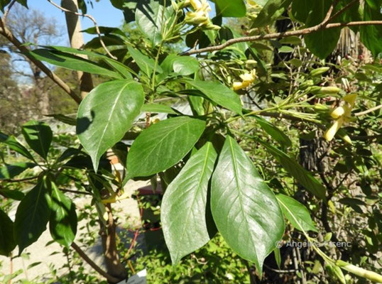 Hymenosporum flavum - Hautsamenbaum,   © Mag. Angelika Ficenc