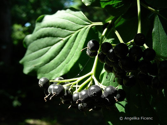 Cornus walteri - Baum Hartriegel,     © Mag. Angelika Ficenc