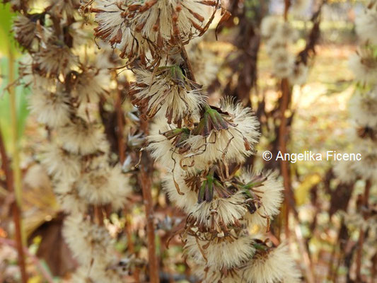 Ligularia fischeri © Mag. Angelika Ficenc