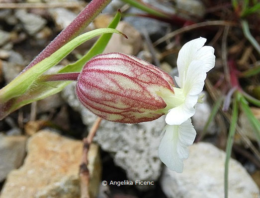 Silene zawadskii - Leimkraut,   © Mag. Angelika Ficenc