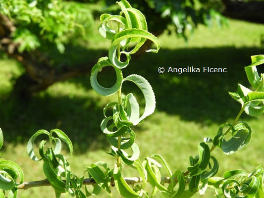 Salix babylonica Tortuosa  © Mag. Angelika Ficenc