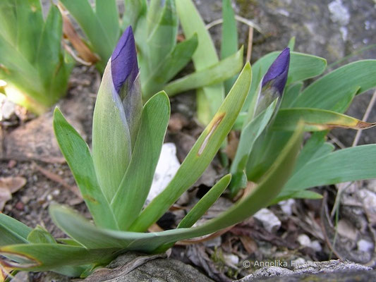 Iris pumila - Zwerg Iris, Blütenknospe   © Mag. Angelika Ficenc