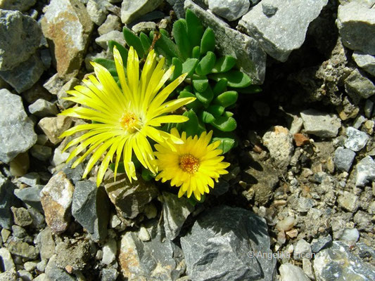 Delosperma nubigenum - Lesotho Mittagsblume   © Mag. Angelika Ficenc