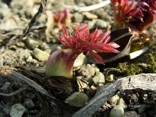 Angelica archanegelica - Echt Engelwurz     © Mag. Angelika Ficenc