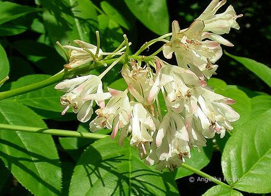 taphylea colchica - Kolchische Pimpernuss  © Mag. Angelika Ficenc