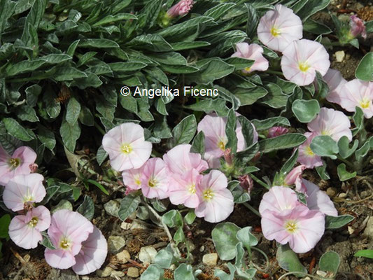 Convolvulus suendermannii © Mag. Angelika Ficenc