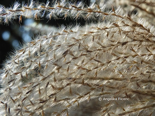 Miscanthus sinensis  © Mag. Angelika Ficenc