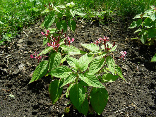 Lopezia racemosa - Mexikanische Lopezie, Hab  © Mag. Angelika Ficenctus