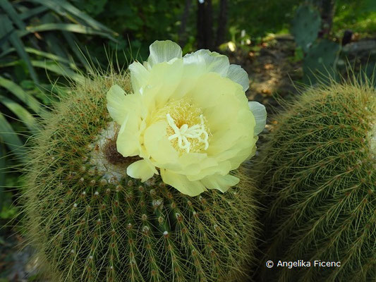 Notocactus warasii, Blüte  © Mag. Angelika Ficenc