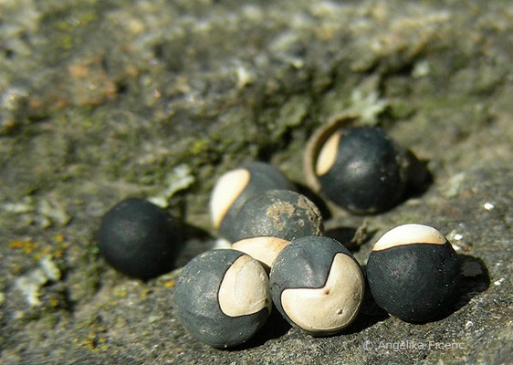 Cardiospermum halicacabum - Ballonrebe, Samen  © Mag. Angelika Ficenc