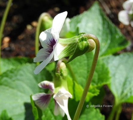 Viola cucullata, © Mag. Angelika Ficenc