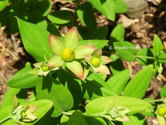 Hypericum lancasteri   © Mag. Angelika Ficenc