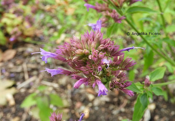 Agastache foeniculum © Mag. Angelika Ficenc