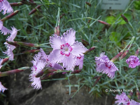 Dianthus uralensis - Ural Nelke,   © Mag. Angelika Ficenc