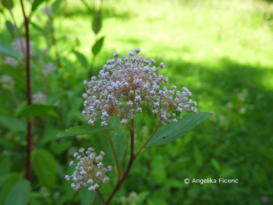 Ceanothus americanus - Säckelblume © Mag. Angelika Ficenc