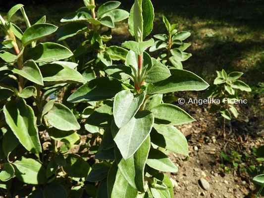 Cistus laurifolius  © Mag. Angelika Ficenc