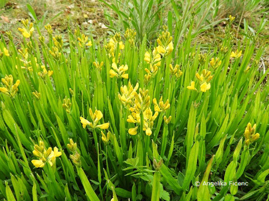 Genister sagittalis - Flügel-Ginster    © Mag. Angelika Ficenc