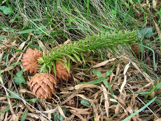 Picea glauca © Mag. Angelika Ficenc