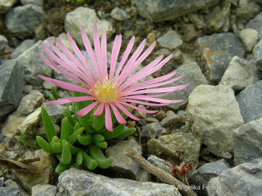 Delosperma vinaceum Kapstadt - Mittagsblume "Kapstadt"   © Mag. Angelika Ficenc