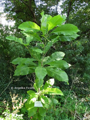 Magnolia tripetala   © Mag. Angelika Ficenc