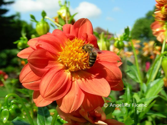 Dahlia pinnata  © Mag. Angelika Ficenc