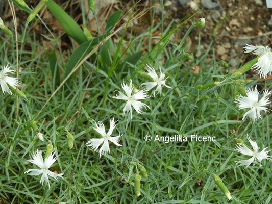 Dianthus lumnitzeri © Mag. Angelika Ficenc