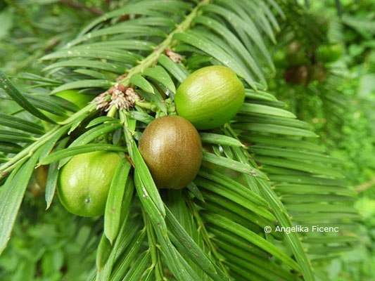 Cephalotaxus fortunei   © Mag. Angelika Ficenc