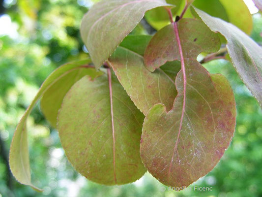 Viburnum prunifolium - Kirschblättriger Schneeball,   © Mag. Angelika Ficenc