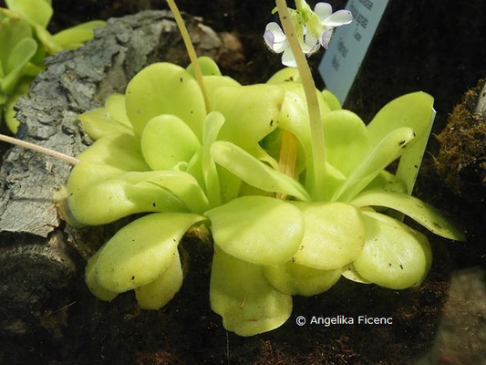 Pinguicula agnata, Blattrosette, © Mag. Angelika Ficenc