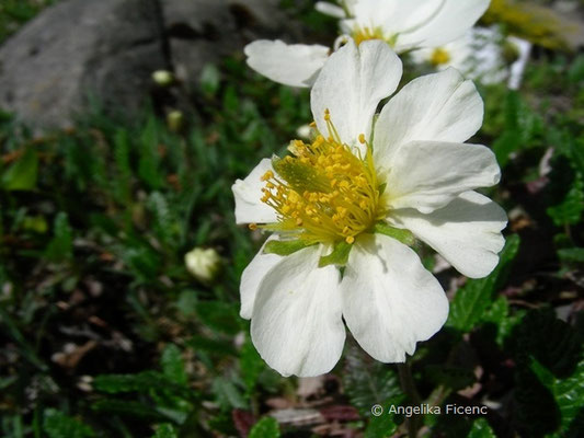 Dryas octopetala - Silberwurz  © Mag. Angelika Ficenc