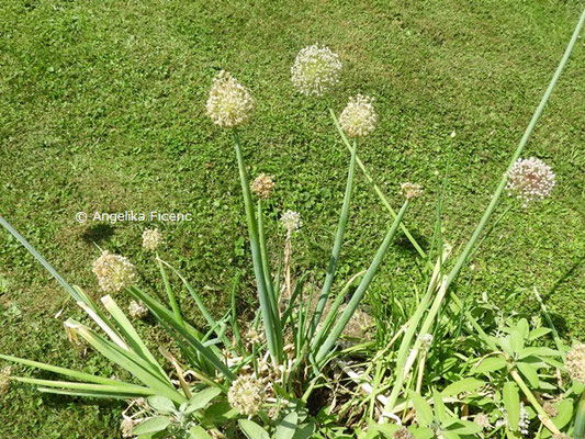 Allium porrum © Mag. Angelika Ficenc