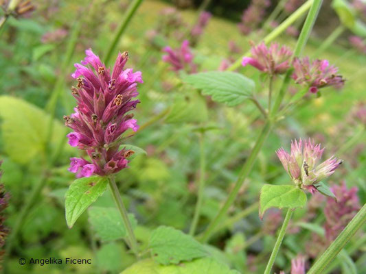 Agastache breviflora - Duftnessel  © Mag. Angelika Ficenc