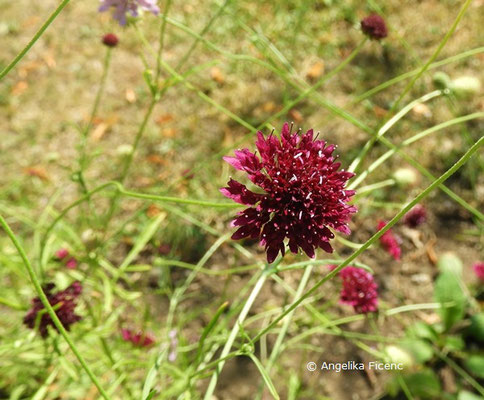 Scabiosa atropurpurea © Mag. Angelika Ficenc