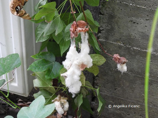 Gossypium herbaceum  © Mag. Angelika Ficenc