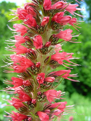 Echium maculatum - Rot - Natternkopf  © Mag. Angelika Ficenc