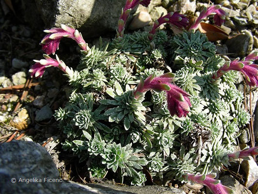 Saxifraga stribrnyi, Blütenstand  © Mag. Angelika Ficenc