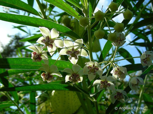 Gomphocarpus physocarpus "Hairy Balls" - Ballonpflanze, Blüten  © Mag. Angelika Ficenc