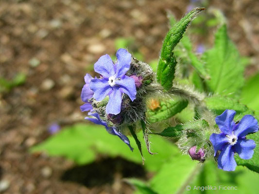 Pentaglottis sempervirens - Spanische Ochsenzunge  © Mag. Angelika Ficenc