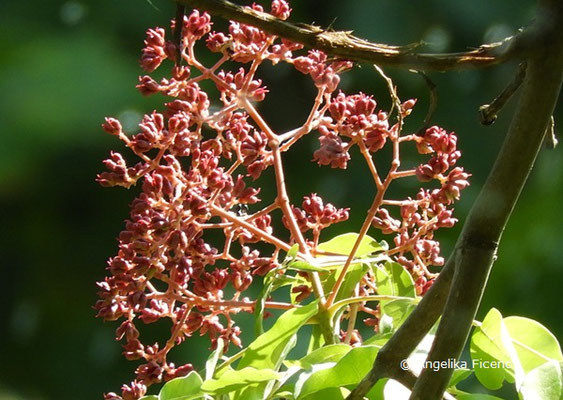 Tetradium daniellii (Samthaarige Stinkesche), Blütenstand  © Mag. Angelika Ficenc