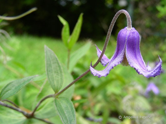 Clematis integrifolia - Ganzblatt Waldrebe, © Mag. Angelika Ficenc