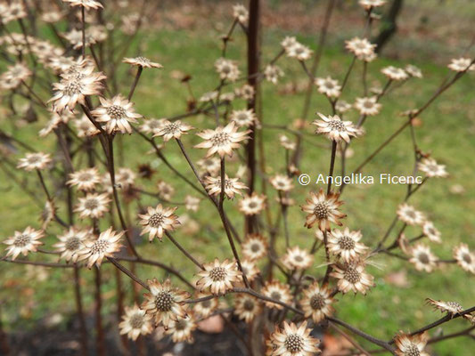 Vernonia crinita  © Mag. Angelika Ficenc