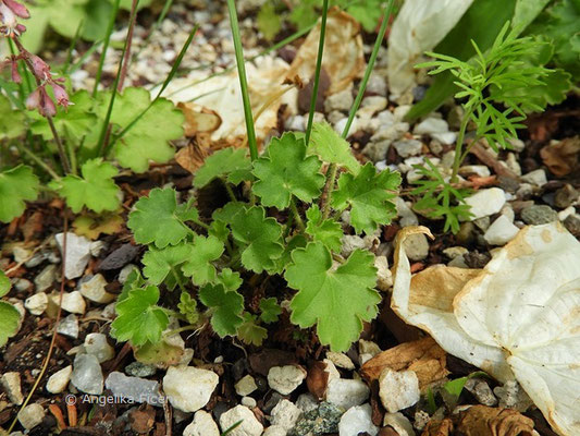 Heuchera pulchella - Schönes Purpurglöckchen, Laubblätter  © Mag. Angelika Ficenc