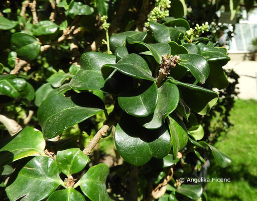 Ligustrum japonicum var. rotundifolium - Japanischer Liguster  © Mag. Angelika Ficenc