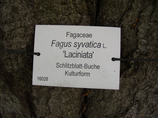 Fagus sylvativa "Laciniata" - Schlitzblatt-Buche  © Mag. Angelika Ficenc